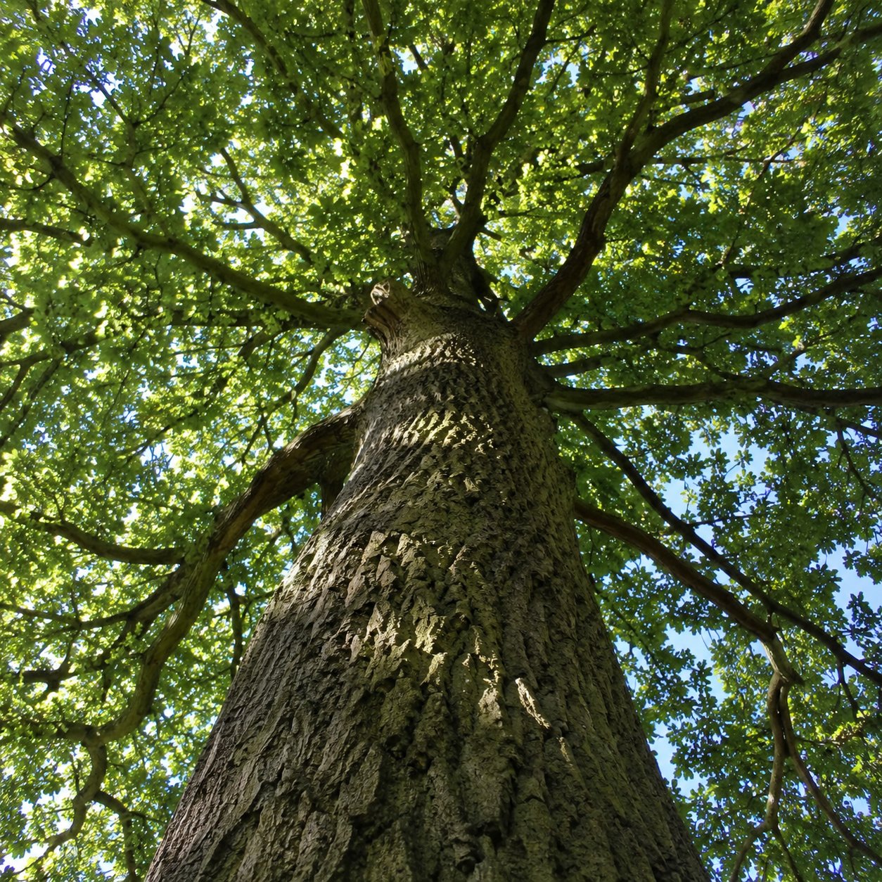 A mature broadleaf tree viewed from below